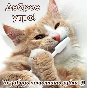 Прикольные картинки Screenshot 0