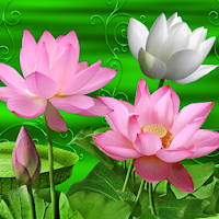 Lotus Flower theme