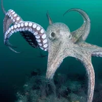 Octopus Match: Premium