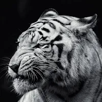 Animal Wallpapers HD 4K
