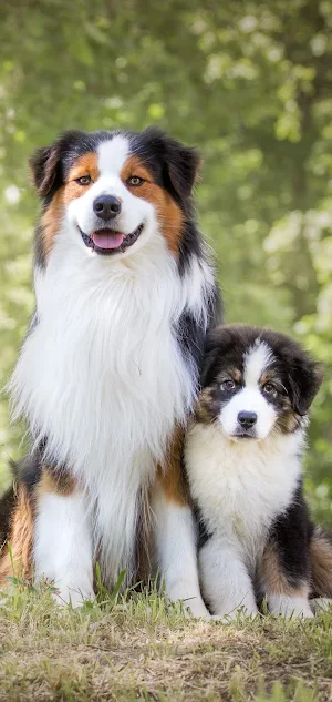 Australian Shepherd Wallpapers Screenshot 2
