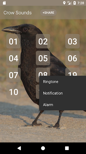 Crow Sounds Screenshot 1