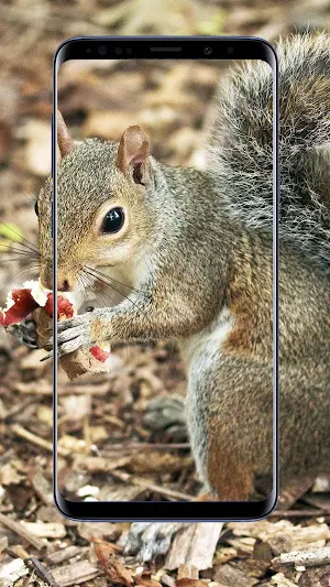 Squirrel Wallpapers Screenshot 3