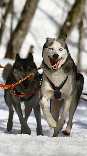 siberian husky wallpaper Screenshot 0