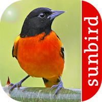 Bird Id North America