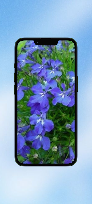 Lobelia Flower WalL Screenshot 1