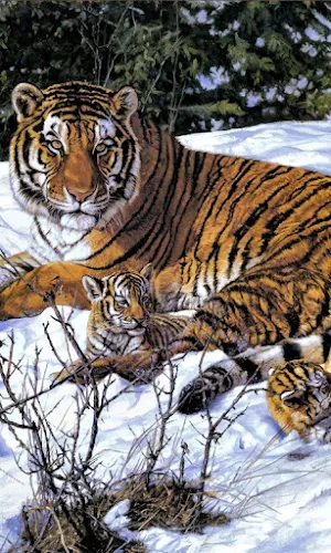Tiger Wallpapers Screenshot 3