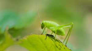 Katydid Sounds Screenshot 3
