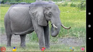 Elephant Images Screenshot 0