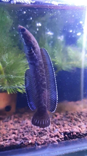 Channa Fish Wallpaper Screenshot 1
