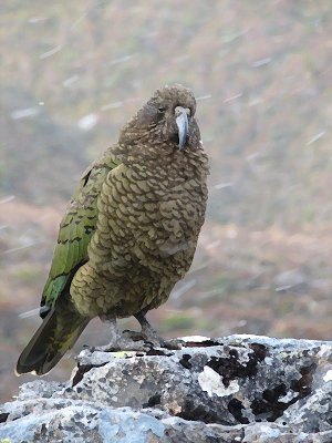 New Zealand Bird Sounds ~ Sboard.pro Screenshot 0