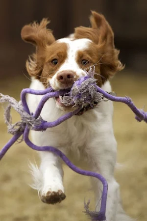 Brittany Dog Wallpapers Screenshot 3