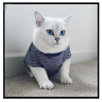 Beautiful Cats Wallpapers