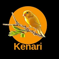 Masteran Kenari Offline