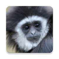 Gibbon Monkey Sound Collection
