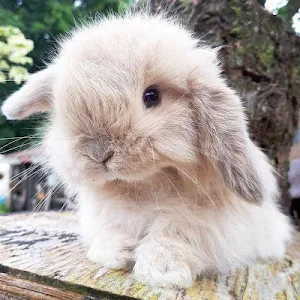 Bunnies Wallpapers HD Screenshot 2
