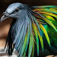 Nicobar Pigeon Wallpaper HD