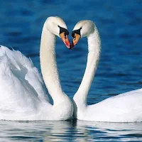 Mute Swan Wallpapers
