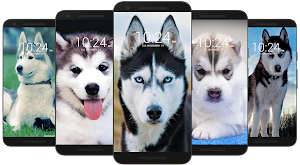 Husky Dog Wallpaper HD Screenshot 1