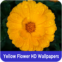 Yellow Flower HD Wallpapers