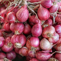 Budidaya Bawang Merah