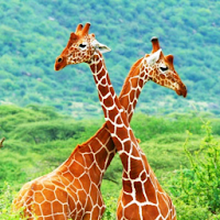 Kenya National Parks and Game 