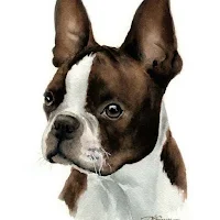 Boston Terrier Dog Wallpapers