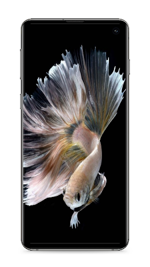 Betta Fish Wallpaper Screenshot 2