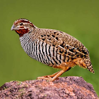 Buttonquail Sounds