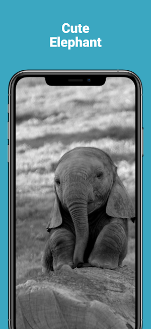 Cute HD Elephant Wallpapers Screenshot 0