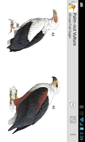 eGuide to Birds of East Africa Screenshot 3