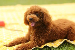 Poodle Dog Wallpapers Screenshot 2