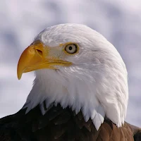 Eagle Wallpapers