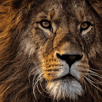 Lion wallpaper HD