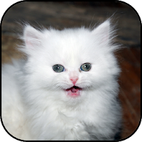 White kitten wallpapers