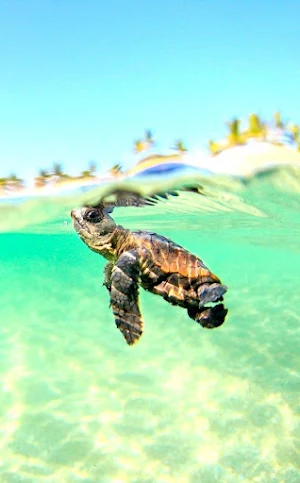 Sea Turtles Wallpapers Screenshot 2