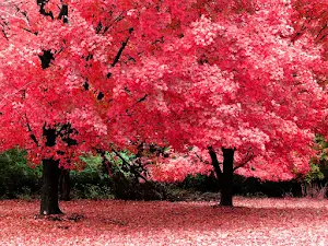 Autumn Wallpapers Screenshot 0