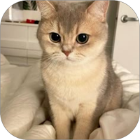 Kucing WalL