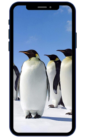 Penguins Wallpapers Screenshot 0