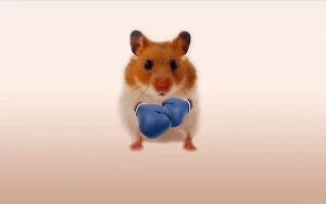 Hamster Wallpapers Screenshot 3