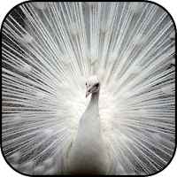 White peacock wallpapers
