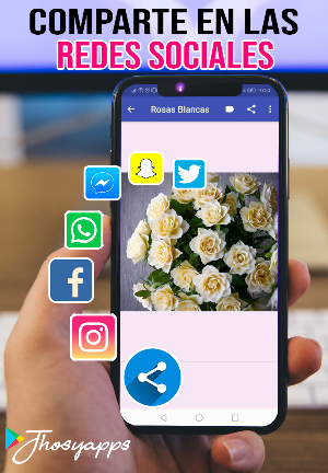 Rosas Hermosas para ti con Amor Screenshot 2