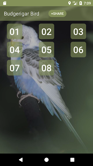 Budgerigar Bird Sounds Screenshot 0