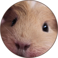Guinea Pig sounds