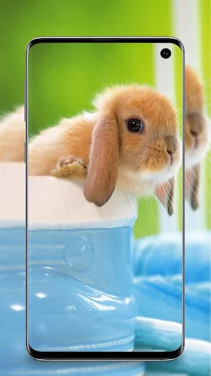 Rabbit wallpaper 4k - Bunny Wallpapers Screenshot 2