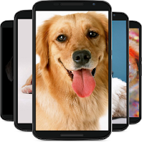 dog wallpaper