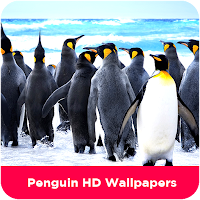 Penguin HD Wallpapers