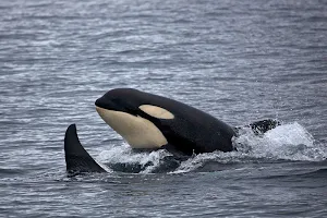 Whale wallpapers Screenshot 1