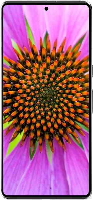 Echinacea Flower Wallpapers HD Screenshot 0