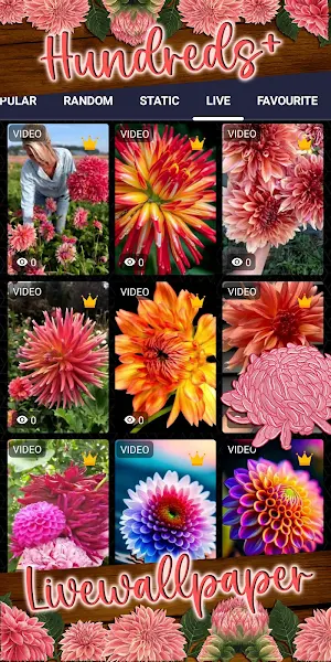 dahlia wallpaper Screenshot 2
